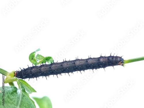 caterpillar on white background
