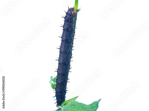 caterpillar on a white background