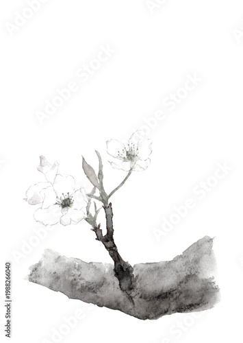 水墨画風水彩で描いた梨の花の枝 モノトーンイラスト【手描き】白背景 透過背景 コピースペースあり