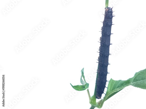 green caterpillar on a white background