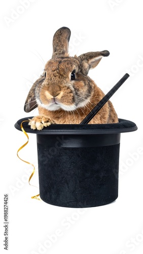 Rabbit in magician's hat