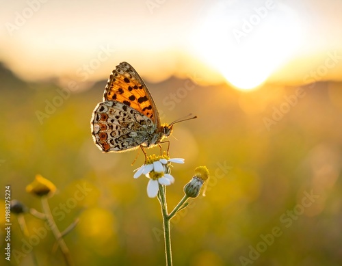 Butterfly on a white wildflower sunset.