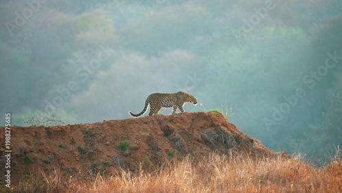 Photography A leopard walking on a mound in the forests of India