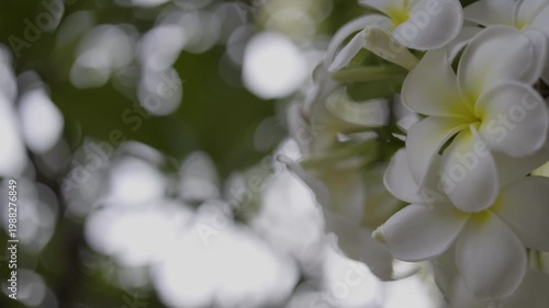Plumeria Flowers Blooming Profusely, A film of plumeria flowers blooming profusely, white blossoms swaying gently in warm, perfect for tropical garden film or floral beauty documentary.