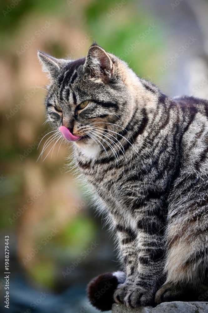 Fototapeta premium A close-up portrait of a funny cat sitting on a rock with its tongue hanging out.
