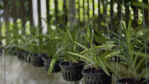 Tropical Orchids Growing In Hanging Baskets At A Local Garden, A film of tropical orchids in hanging baskets, blooms swaying gently in soft breeze, perfect for garden film or nature documentary.