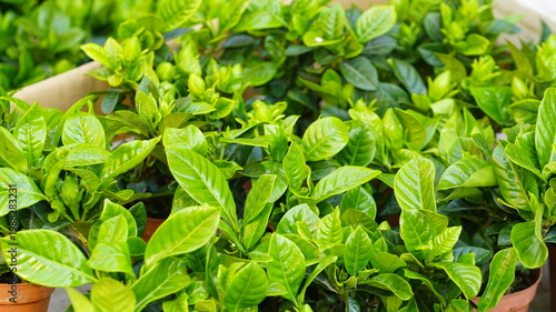 young gardenia leaves