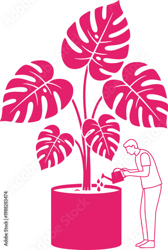 Man watering a large monstera deliciosa plant in a pot. Gardening hobby and houseplant care illustration. Vector graphic design element