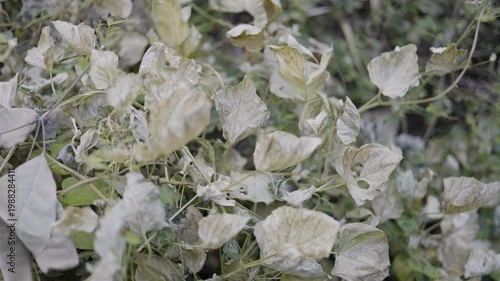 Weeds Slowly Dying From Herbicide Spray, A video of weeds slowly withering after herbicide spray, capturing the raw impact of chemical treatment, for agricultural documentary and environmental.