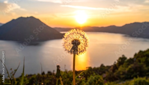 Dandelion flower sunset lake mountain landscape.