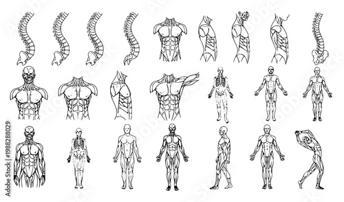 Human anatomy line art vector set spine torso posture medical illustration