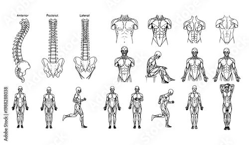 Human body anatomy vector line set spine muscular torso medical study