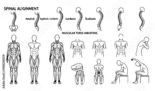 Spine anatomy vector line set muscular torso posture human body study