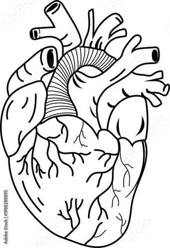 Realistic Heart Anatomy Line Art Vector Image-Anatomical heart icon on white background vector icon