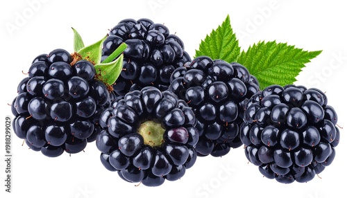 Fresh Blackberries with Green Leaves Isolated.