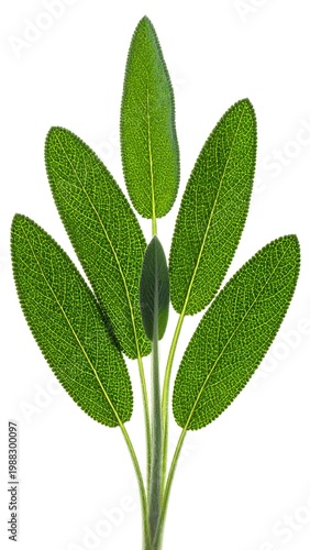 Fresh green leaves on a stem.