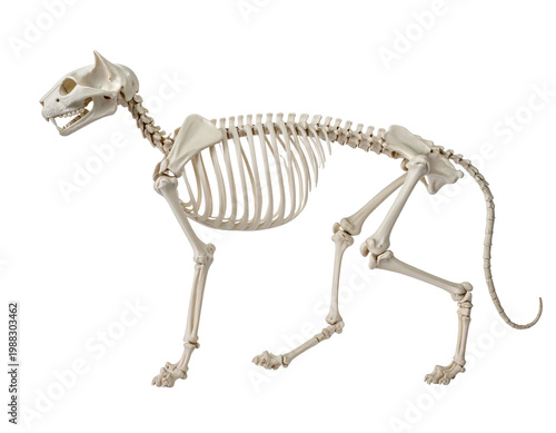 Full-body domestic cat skeleton displayed in profile