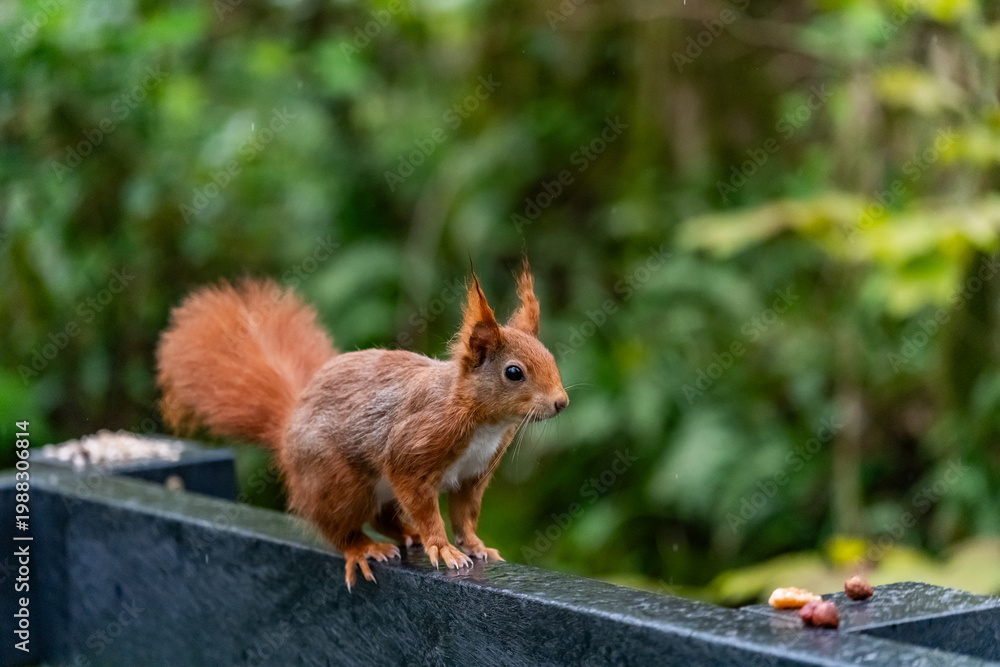 Fototapeta premium Red Squirrels feeding at THe Dingle Anglesey