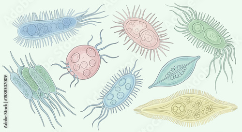 Illustration of varied microorganisms in vibrant colors against a light backdrop