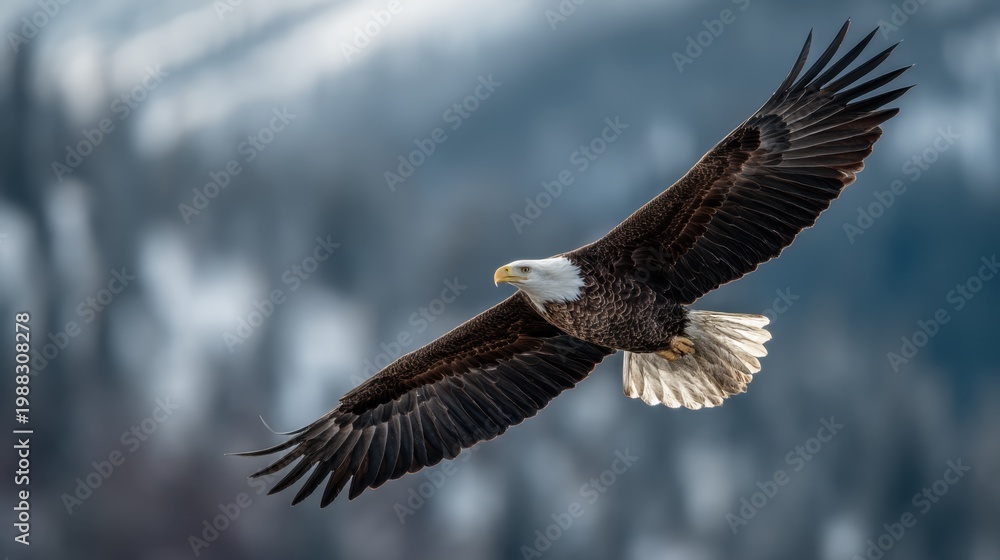 Fototapeta premium Bald eagle soaring gracefully through a mountainous landscape with blurred trees and soft light creating a serene natural backdrop