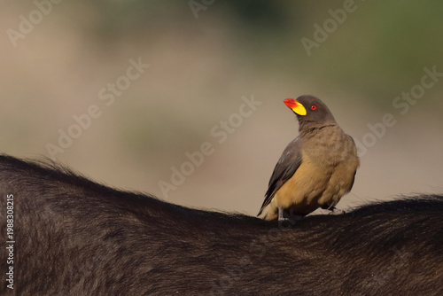 Fényképezés Gelbschnabel-Madenhacker / Yellow-billed oxpecker / Buphagus africanus