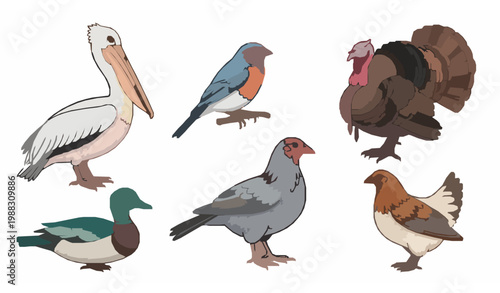 Decorative bird collection vector pelican finch turkey duck chicken illustration