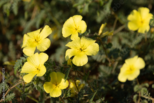 devil thorn flowers in kgalagadi