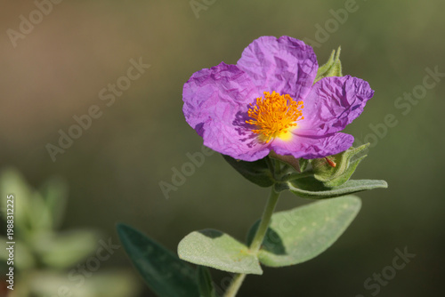 Detalle de flor de jara blanca Cistus albidus en primavera en Beniarrés, España