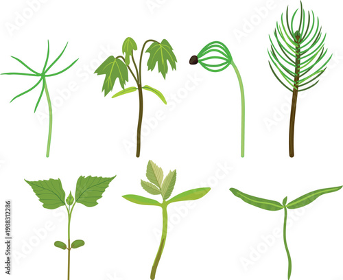 Set of different tree and plant seedlings, botanical growth stages from sprout to young sapling, spruce, maple and deciduous sprouts isolated on white