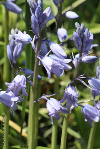 日本の春の公園に咲く薄紫色のイングリッシュ・ブルーベルの花