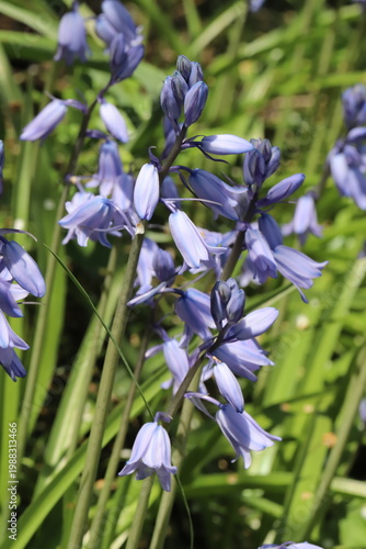 日本の春の公園に咲く薄紫色のイングリッシュ・ブルーベルの花