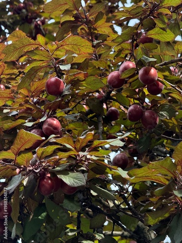 Plum tree with plums and red leaves