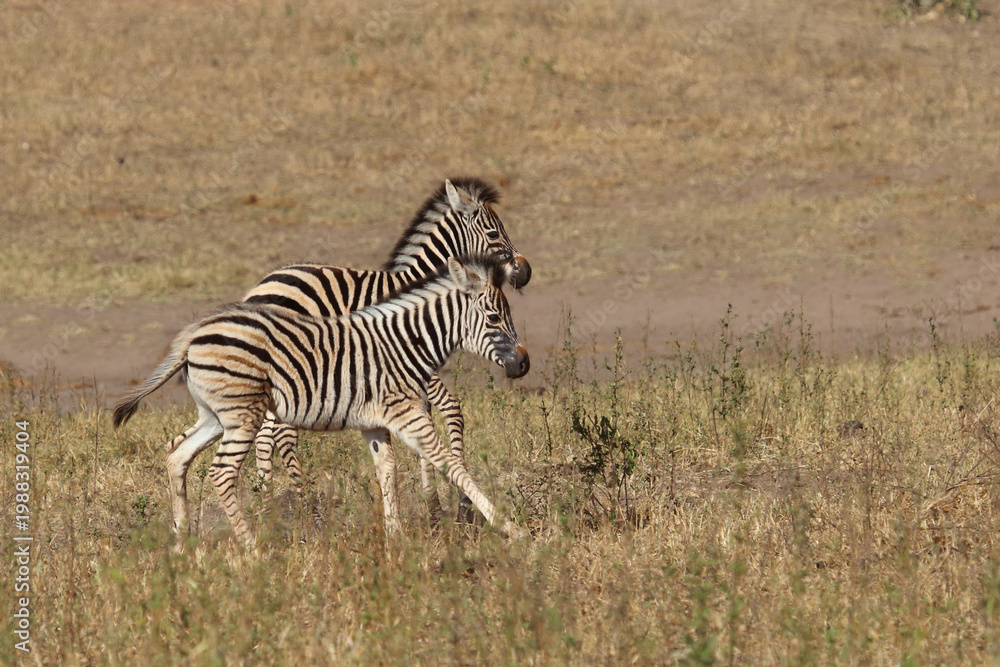 Obraz premium Steppenzebra / Burchell's zebra / Equus quagga burchellii