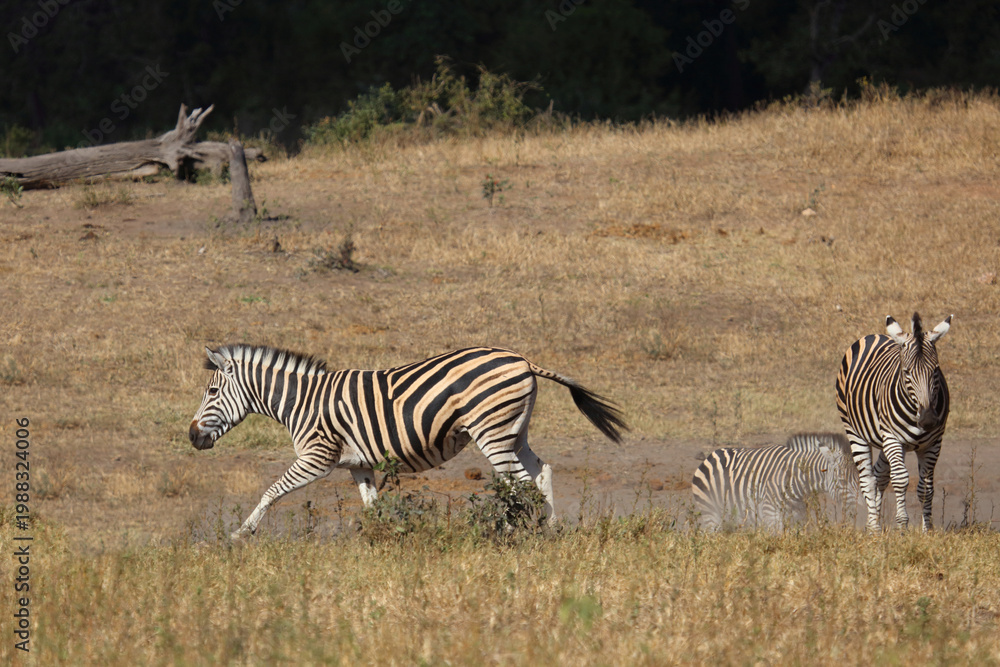 Obraz premium Steppenzebra / Burchell's zebra / Equus quagga burchellii