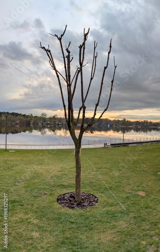 фотографія A freshly planted tree in a park near the river