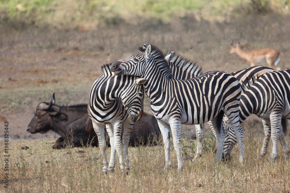 Obraz premium Steppenzebra / Burchell's zebra / Equus quagga burchellii