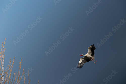 White stork in elegant flight motion