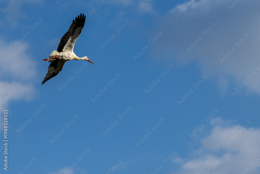 Obraz premium White stork flying over blue sky with wings fully extended