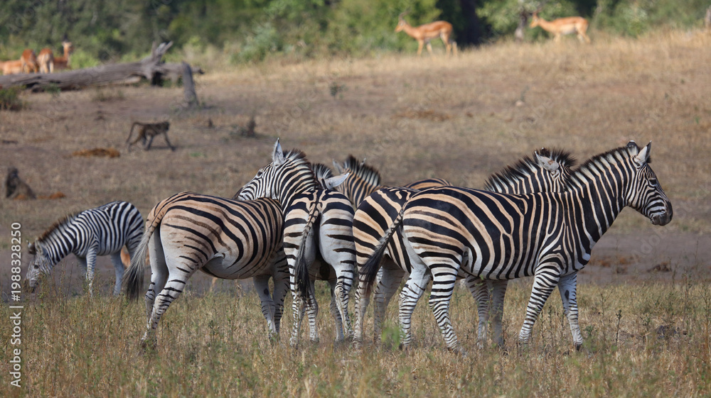 Obraz premium Steppenzebra / Burchell's zebra / Equus quagga burchellii