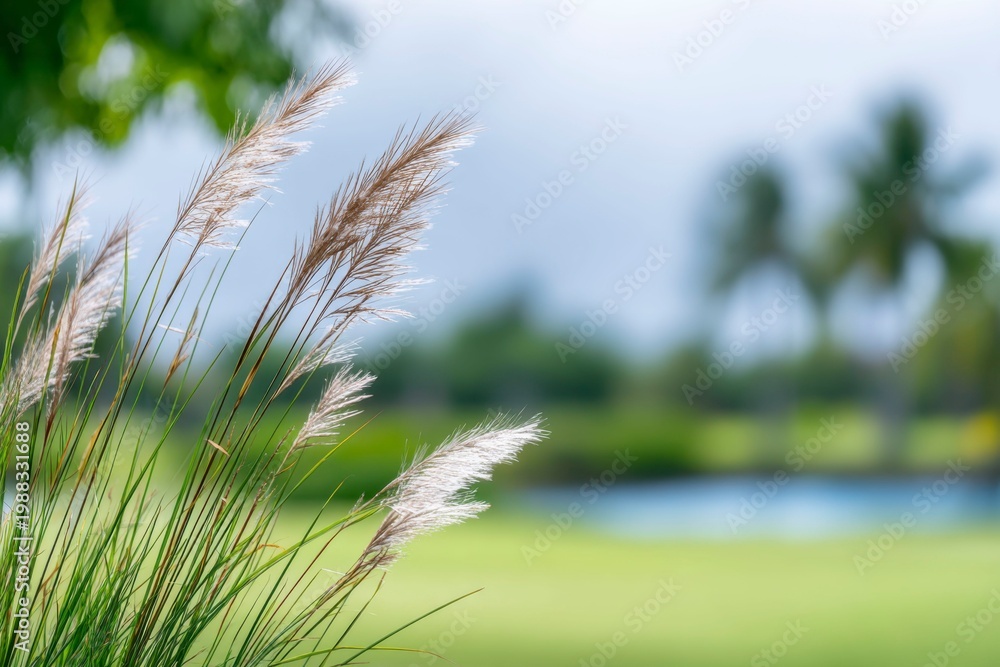 © Dibos - beautiful grass in the foreground, blurry background of golf course and palm trees in the distance
