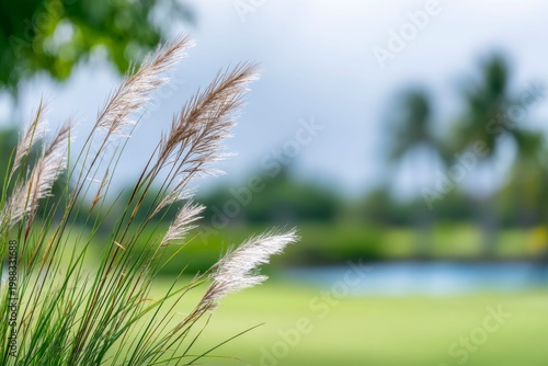 beautiful grass in the foreground, blurry background of golf course and palm trees in the distance