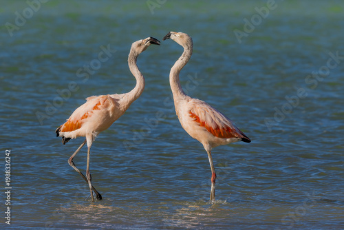 Flamingo’s ballet