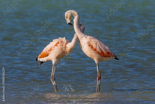flamingos in the water