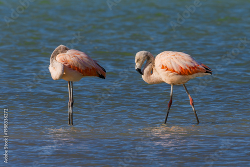 Chilean flamingo in the water