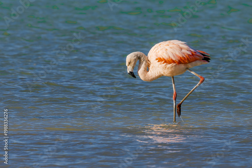 Chilean flamingo (Phoenicopterus chilensis)