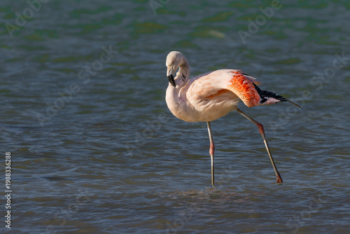 Chilean flamingo 