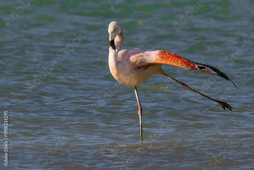 flamingo in the water