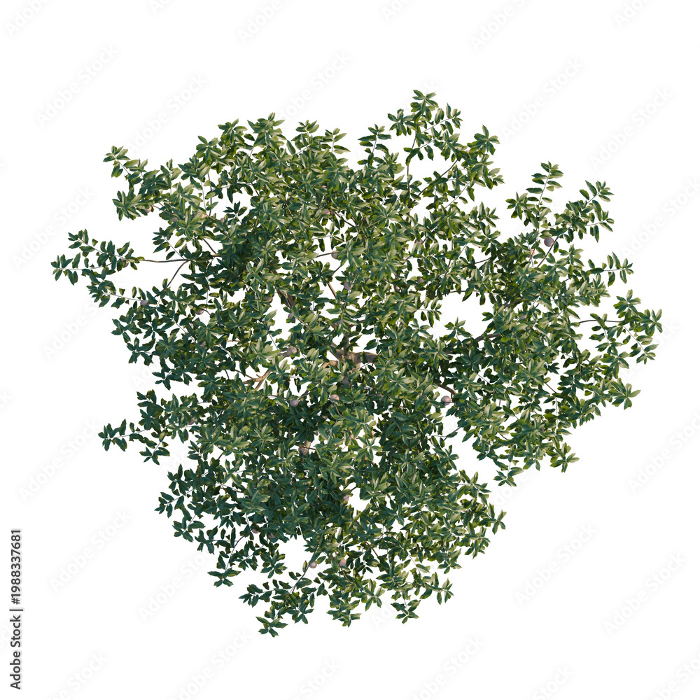 Fototapeta premium Amygdalus persica tree plan, top view, cutout, transparent background, isolate, Detailed Greenery Branch with Lush Foliage - Nature Photography for Design and Backgrounds
