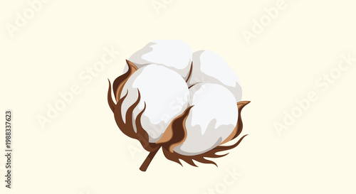 Natural cotton boll with soft white fibers and brown dried sepals shown in a realistic botanical illustration for textile industry.