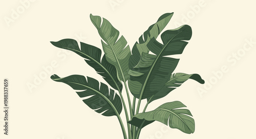 Lush green banana plant leaves shown in a detailed botanical illustration with a light background for tropical garden theme.